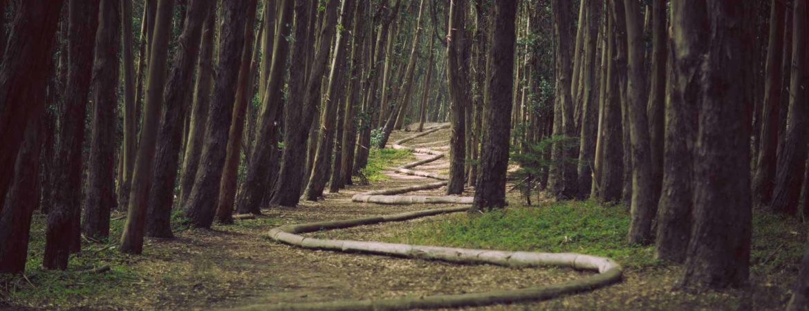 forest